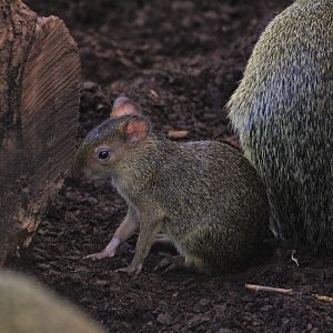 Azara's agouti (Dasyprocta azarae)