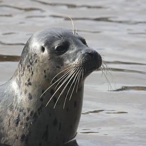 Harbour seal (Phoca vitulina)