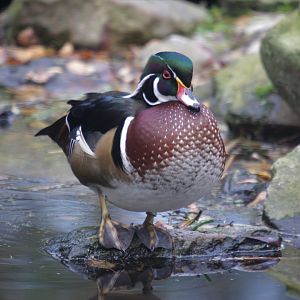 Carolina duck (Aix sponsa)