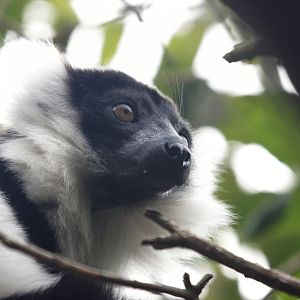 white-belted black-and-white ruffed lemur (V. v. subcincta)