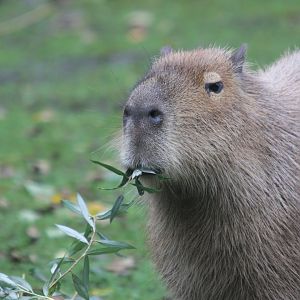 Capybara (Hydrochoerus hydrochaeris)