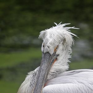 Dalmatian pelican (Pelecanus crispus)