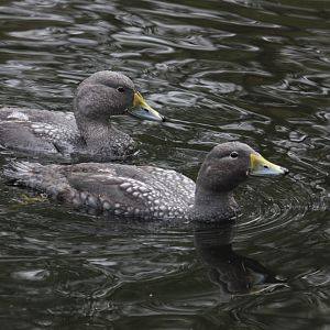Magellanic flightless steamer duck (Tachyeres pteneres)