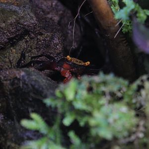 Blue vampire crab (Geosesarma dennerle)