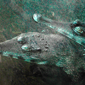 Oct. 2021 - Scaly, Slimy, Spectacular - Slender-snouted Crocodiles