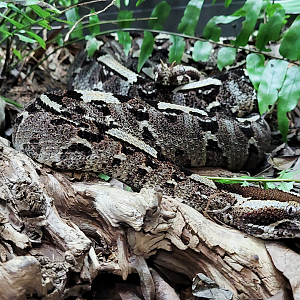 Oct. 2021 - Museum of Science - Venomous Snakes - Rhinoceros Viper