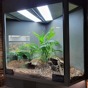 Oct. 2021 - Museum of Science - Venomous Snakes - Bushmaster, Green-and-Black Poison Dart Frog Exhibit