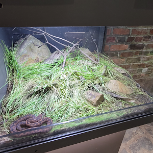 Oct. 2021 - Museum of Science - Venomous Snakes - European Long-nosed Viper Exhibit