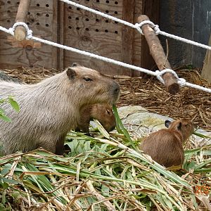Capybara (Hydrochoerus hydrochaeris)