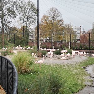 New Flamingo Aviary