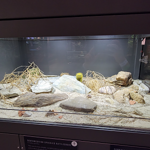 Oct. 2021 - Museum of Science - Venomous Snakes - Southwestern Speckled Rattlesnake Exhibit