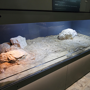 Oct. 2021 - Museum of Science - Venomous Snakes - Russell's Viper Exhibit