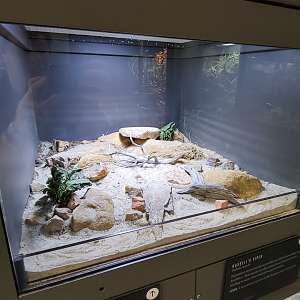 Oct. 2021 - Museum of Science - Venomous Snakes - Sidewinder Exhibit