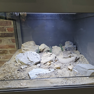 Oct. 2021 - Museum of Science - Venomous Snakes - Saw Scaled Viper