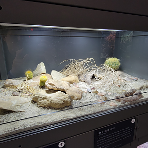 Oct. 2021 - Museum of Science - Venomous Snakes - Tiger Rattlesnake Exhibit