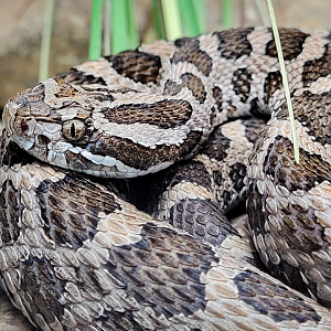 Oct. 2021 - Museum of Science - Venomous Snakes - Eastern Massasauga