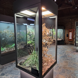 Oct. 2021 - Museum of Science - Venomous Snakes - Eastern Massasauga + Variable Bush Viper Exhibits