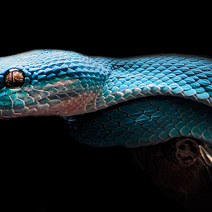 Oct. 2021 - Museum of Science - Venomous Snakes - White-lipped Island Pitviper