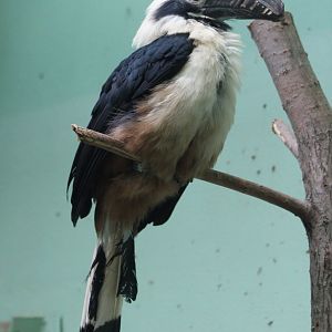 Visayan tarictic hornbill - male