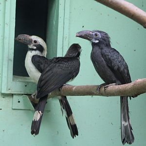 Luzon tarictic hornbill-family