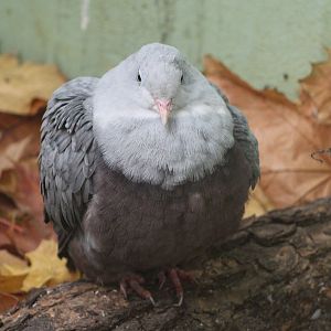 Spotted imperial-pigeon