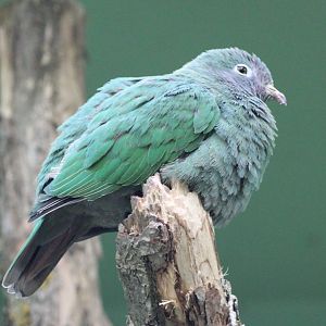 Black-naped fruit-dove - female
