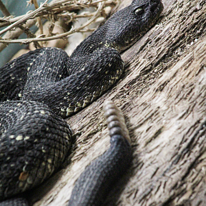 Oct. 2021 - Museum of Science - Venomous Snake - Arizona Black Rattlesnake