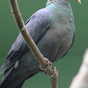 Philippine metalic pigeon