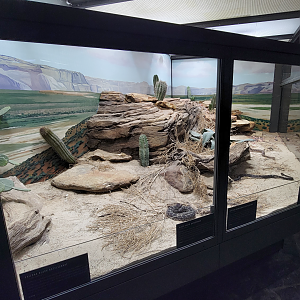 Oct. 2021 - Museum of Science - Venomous Snakes - Rattlesnake Exhibit (3 Species)