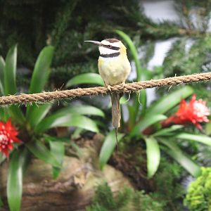 White-throated bee-eater