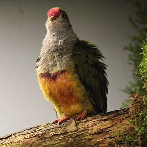 Beautiful fruit-dove