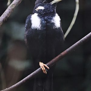 Sulawesi myna (Basilornis celebensis)