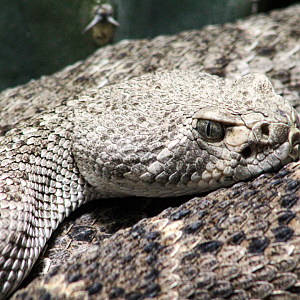 Oct. 2021 - Museum of Science - Venomous Snakes - Western Diamondback Rattlesnake