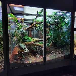 Oct. 2021 - Museum of Science - Venomous Snakes - Mangshan Pit Viper Exhibit
