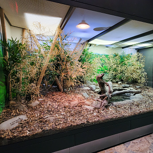 Oct. 2021 - Museum of Science - Venomous Snakes - King Cobra Exhibit