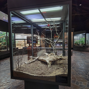Oct. 2021 - Museum of Science - Venomous Snakes Room