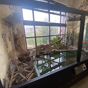 Alligator snapping turtle exhibit 020821