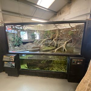 Cuvier's dwarf caiman exhibit 020821