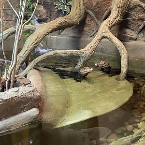 Cuvier's dwarf caiman 020821