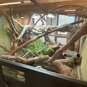 Northern caiman lizard exhibit 020821