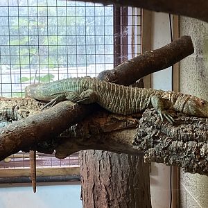 Northern caiman lizard 020821