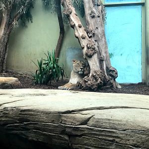 Zoo Frankfurt- female Asian lion- 2021