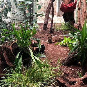 Zoo Frankfurt- fossa- 2021