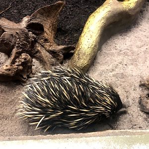 Zoo Frankfurt- echidna- 2021
