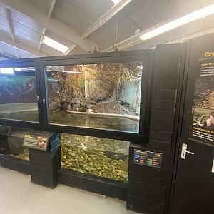 West African dwarf crocodile exhibit 020821