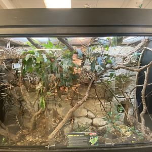 Emerald tree boa exhibit 020821