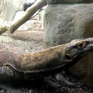 Zoo Frankfurt- comodo dragon- 2021