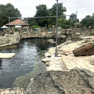 Zoo Frankfurt- South American fur seal enclosure- 2021
