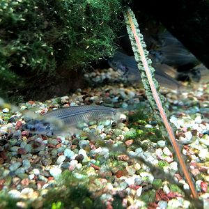 Zoo Frankfurt- glass catfish- 2021