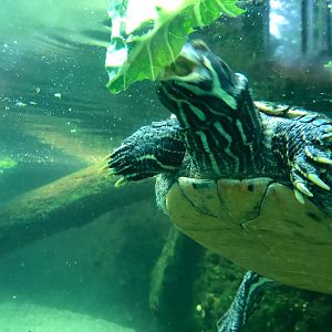 Zoo Frankfurt- turtle eating lettuce- 2021